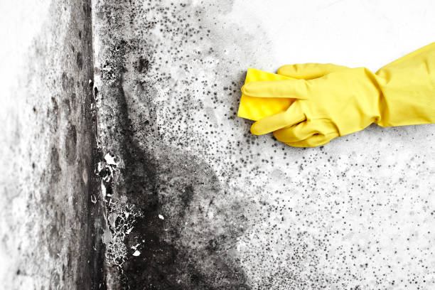 Best Attic Mold Removal  in Rupert, WV