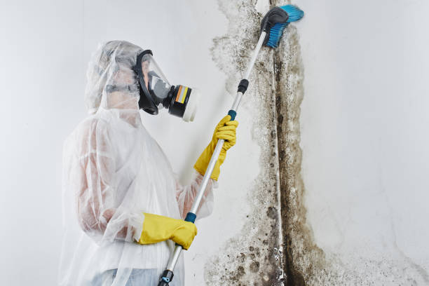 Best Mold Testing  in Rupert, WV