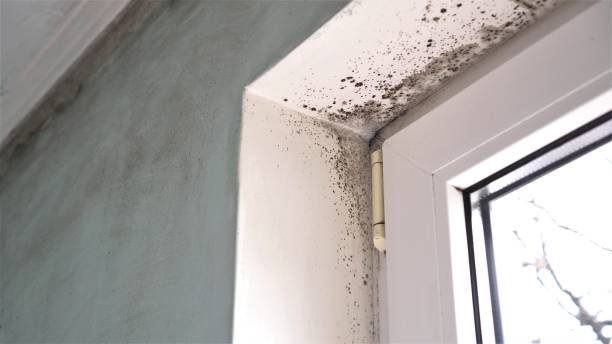 Best Mold Damage Repair  in Rupert, WV