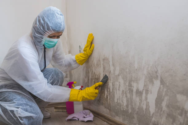 Best Commercial Mold Removal  in Rupert, WV