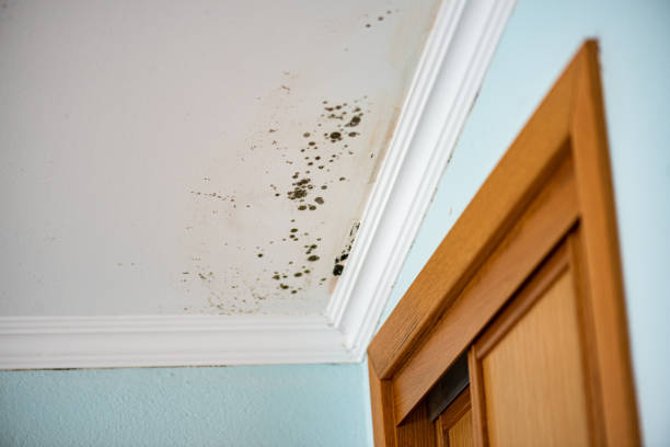 Best Certified Mold Removal  in Rupert, WV