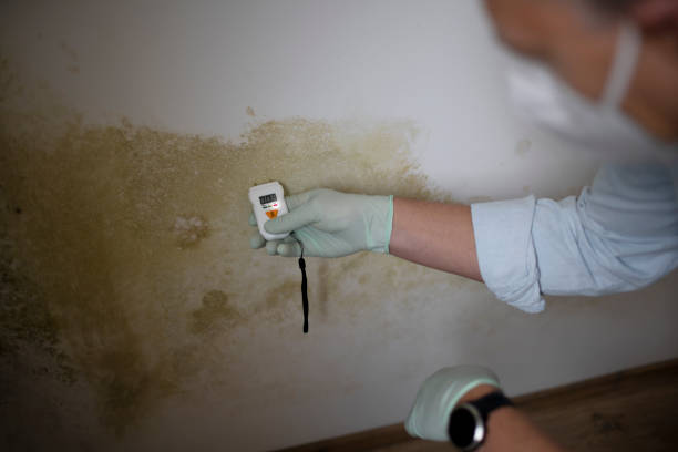 Best Black Mold Removal  in Rupert, WV